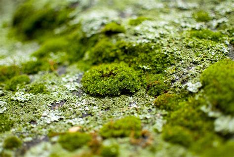 Moss & associates llc - Jul 11, 2022 · Hypnum Imponens. AKA sheet, brocade, fern, log or carpet moss, this species ranges in color from brilliant to dark or even yellow-green, and is a preferred shade moss species for lawns. They spread out horizontally, but also grow on vertical surfaces. They do well in shade and partial sun. 